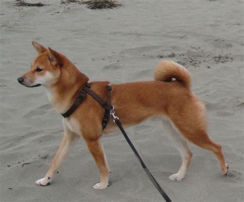 Pinterest My Lady Shiba Inu Basenji mix | Dogs | Shiba inu, Shiba, Inu ...