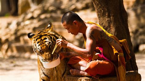 monks, Animals, Eating, Tiger, Trees, Tattoo, Chopsticks, Sitting Wallpapers HD / Desktop and ...