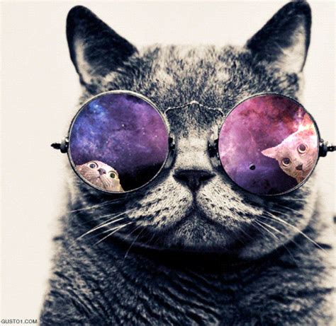 sunglasses galaxy cat gif | WiffleGif