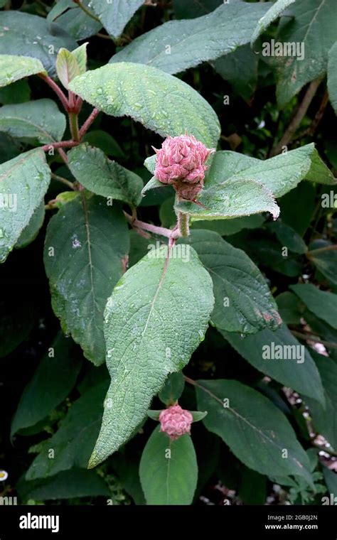 Hydrangea aspera ‘Macrophylla’ FLOWER BUDS ONLY large-leaved scabrous hydrangea – furry deep ...