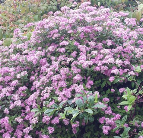 Spiraea japonica 'Little Princess' - Farmyard Nurseries