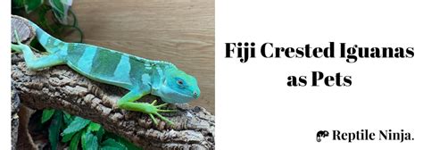 Fiji Crested Iguana 101 - Care, Size, Lifespan, Diet & More