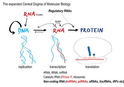 Research | Vourekas Lab