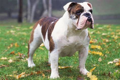 Dogs on Steroids – Pet Wellness Direct