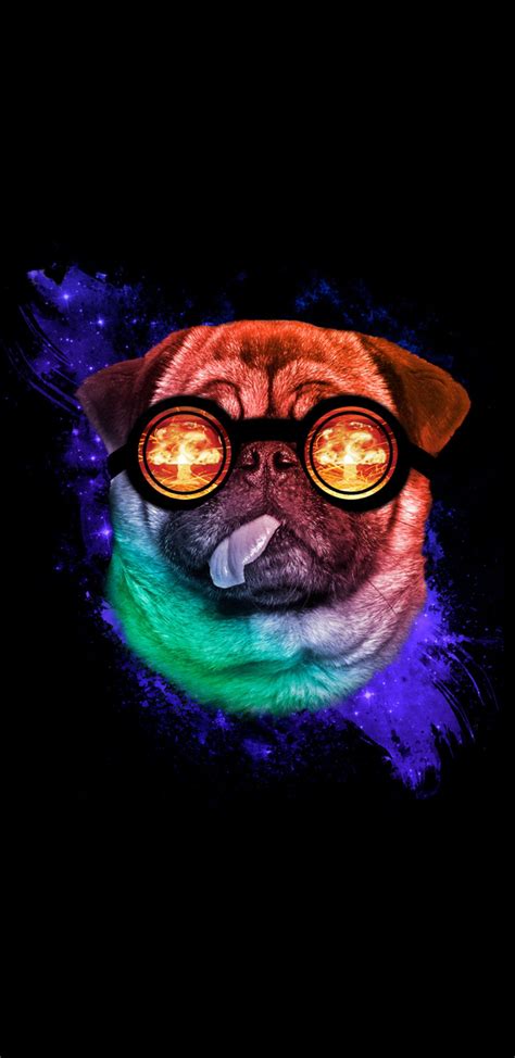 Pug Phone Wallpapers - Top Free Pug Phone Backgrounds - WallpaperAccess