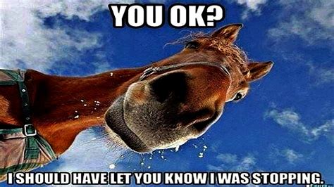 I M Broke But My Horse Is Happy Funny Horse Memes Hor - vrogue.co