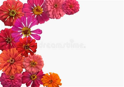 Orange Flower Border Stock Photos - Download 10,507 Royalty Free Photos