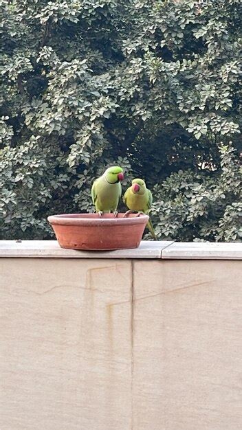 Premium Photo | Parrot feeding