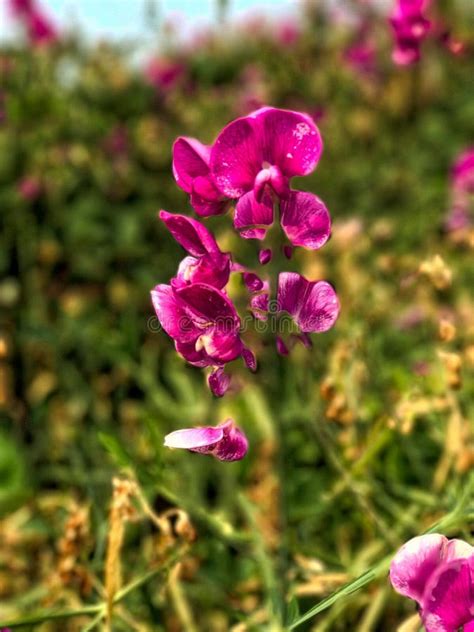 Orchids on the Beach stock image. Image of tranquil, island - 25099477