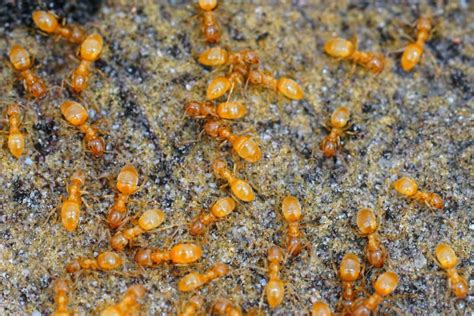 Closeup of an Aggregation of Yellow Meadow Ants , Lasius Flavus Stock Photo - Image of macro ...