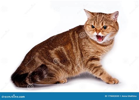 Angry Ginger Tabby Cat Hisses and Attacks Isolated on White Stock Photo - Image of ginger ...