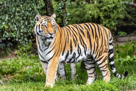 The Conversation: Why Do Tigers Have Stripes? - News