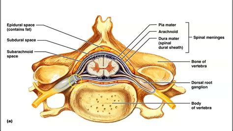 Meninges Of The Spinal Cord