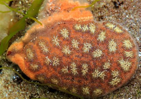 Ann Miles Blog: Sea Creatures at Seahouses, Northumberland