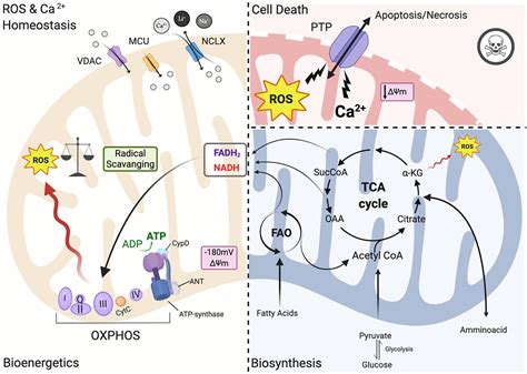 the swiss lounge: mitochondria and zone 2 training