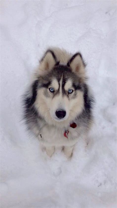 Siberian husky (wooly coat) | Dogs | Pinterest | Coats, Siberian huskies and Husky