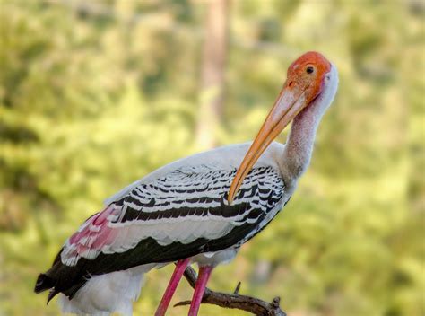 Painted Storks Join Feathered Friends at Brooklyn's Prospect Park Zoo | Connecticut Public Radio