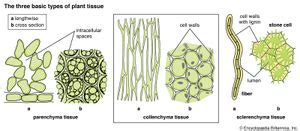 mesophyll | plant anatomy | Britannica