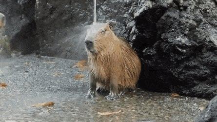 Capybaras Enjoying a Hot Spring in Japan : wholesome