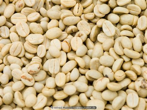 Coffee beans being dried photo. Coffee plantations, Bolaven plateau, Laos