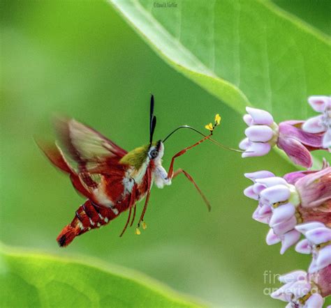 Hummingbird Moth Photograph by Daniel VanWart