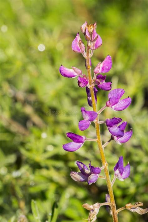 Silver Lupine Lupinus Albifrons Wildflowers Blooming in South San ...