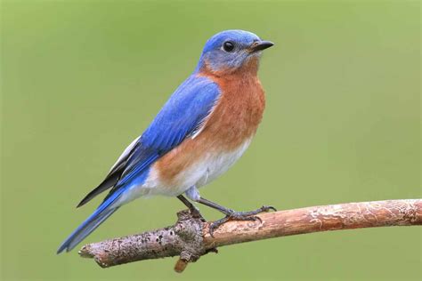 Birds In Alabama: Various Species And Birdwatcher Favorites