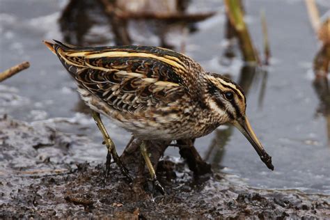 60. Jack Snipe (Lymnocryptes minimus) | spends the non-breeding period ...