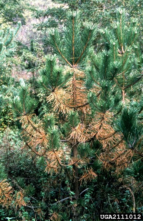 Dothistroma needle blight (Mycosphaerella pini ) on Austrian pine ...