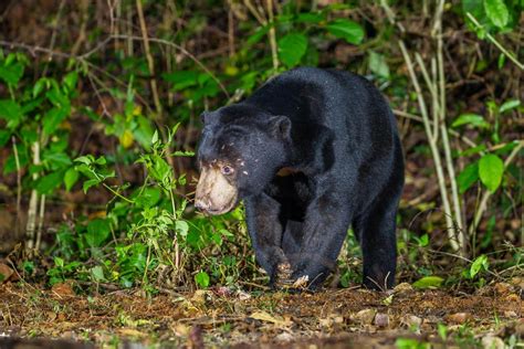 Malayan Sun Bear - KHAO SOK National Park, Thailand