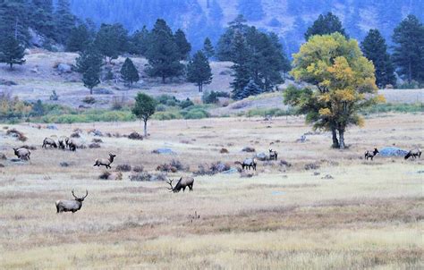 Elk Herd In Colorado Photograph by Dan Sproul