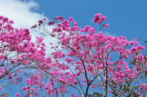 Tabebuia Tree Free Stock Photo - Public Domain Pictures