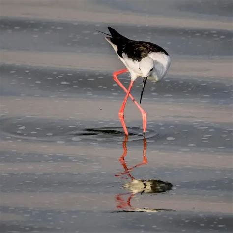 Black-winged stilt - Facts, Diet, Habitat & Pictures on Animalia.bio