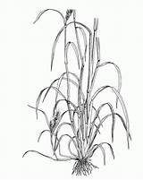 Botany Coloring Pages  Nation sketch template