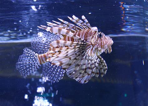 LionFish | Pterois venomous marine fish | Chris | Flickr