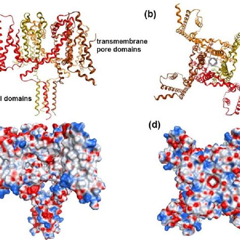 The structure of the tetrameric Na v channel highlighted with possible ...