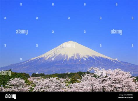 Mount Fuji and cherry blossoms Stock Photo - Alamy