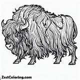 Long Haired Bison Coloring Page  For Kids – Smart Creative sketch template