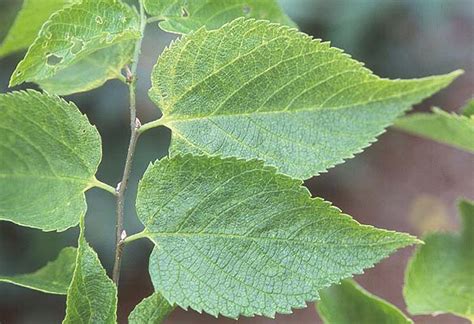 Celtis occidentalis | Landscape Plants | Oregon State University