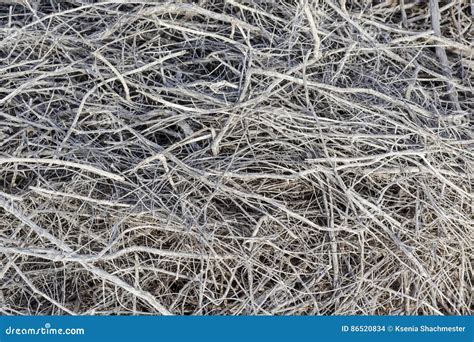 Dry Branches Dense Shrubbery Stock Photo - Image of tangle, branches ...