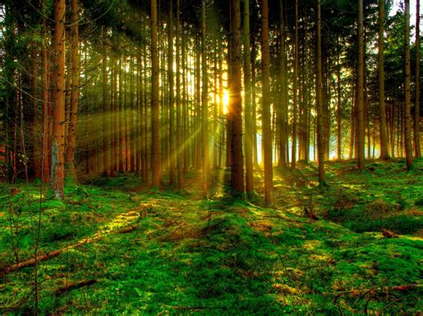 Sun Beam Forest In Russia - XciteFun.net