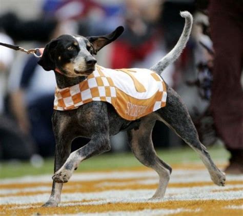 Error Redirect | Tennessee volunteers mascot, Tennessee mascot, Tennessee volunteers football