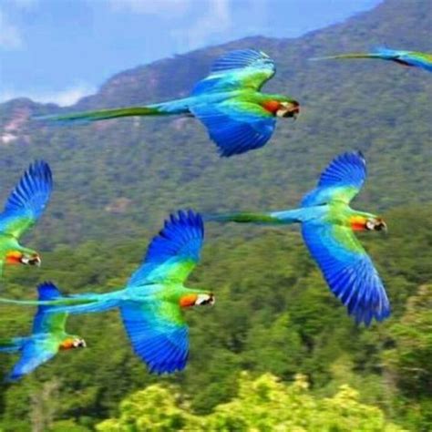 Red & Blue Macaws, Native to humid evergreen forests of tropical South ...