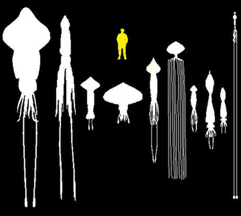 Giant squid are 7 times as large as a human - Vox