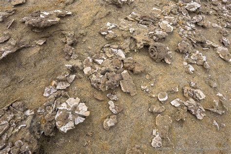 Nautilus and Sand Dollar Fossils – Alexander S. Kunz Photography