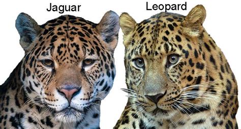 Jaguar Vs Leopard Size