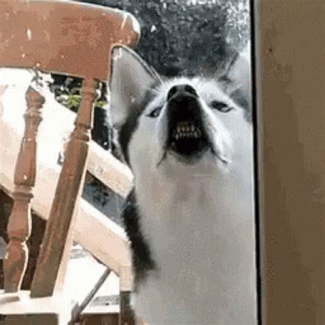 Funny Dog GIFs That Will Brighten Your Day