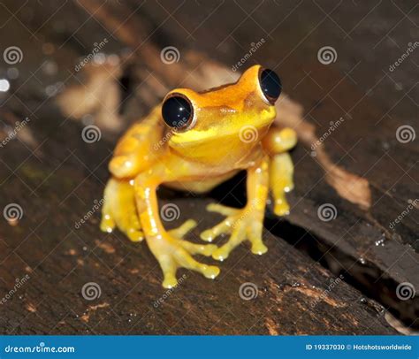 Frog,yellow Hourglass Tree Frog,costa Rica Stock Photo - Image of ...