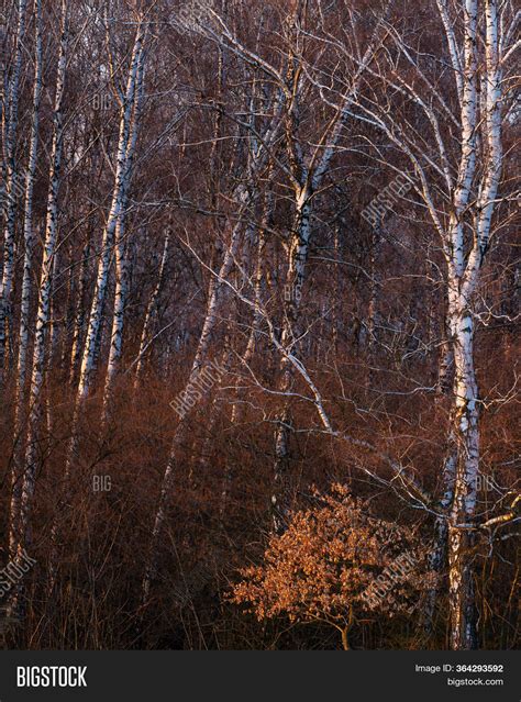 Silver Birch Forest Image & Photo (Free Trial) | Bigstock