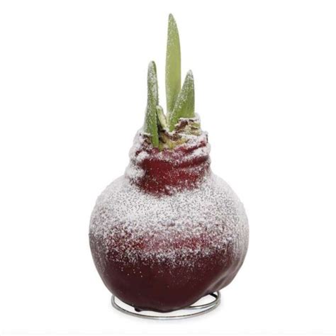 Snow Flecked Waxed Amaryllis Bulb – Christmas Red (2 Plants Per Pack ...